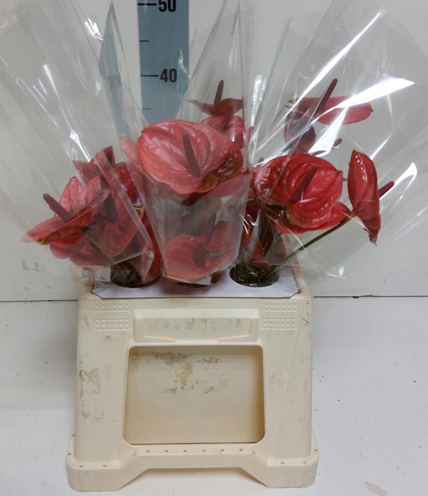 <h4>Anthurium Enjoy</h4>