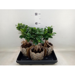 Ficus microcarpa 'Ginseng'