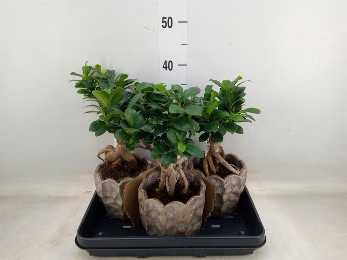 <h4>Ficus microcarpa 'Ginseng'</h4>