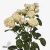 Rosa spray lovely yo-yo