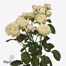 <h4>Rosa spray lovely yo-yo</h4>