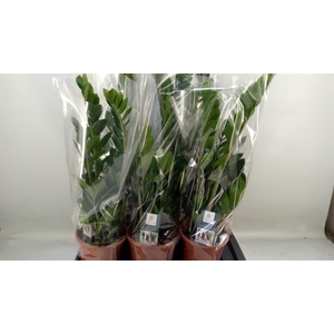 Zamioculcas zamiifolia