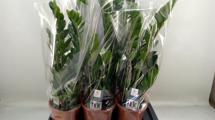 <h4>Zamioculcas zamiifolia</h4>