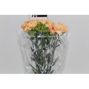 CRAVO SPRAY THAR 070 CM