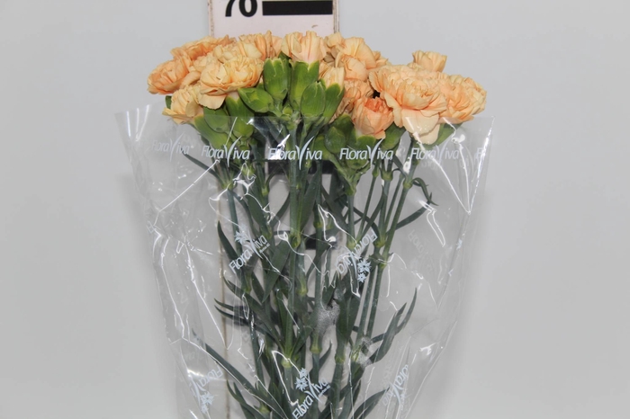 CRAVO SPRAY THAR 070 CM