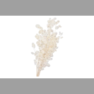 Dry Bleached Lunaria 90x15cm