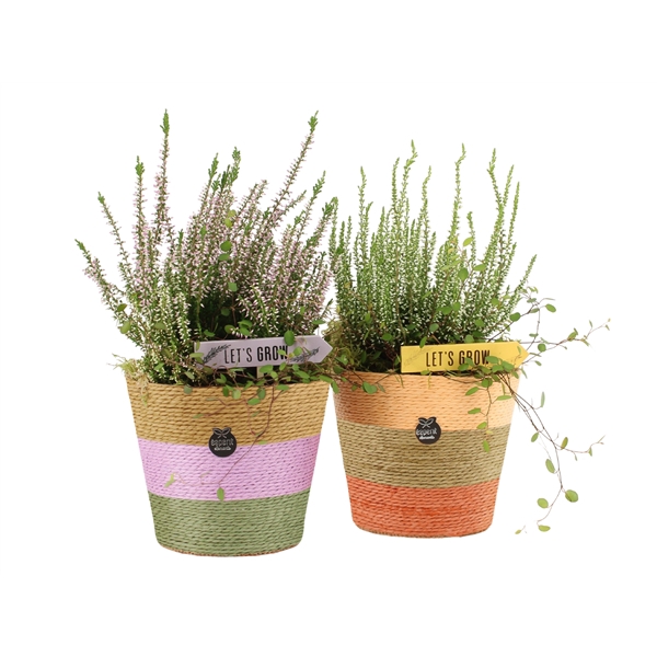 <h4>41454: Autumn Outdoor arrangement</h4>