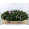 Aster n-b 'MysLady Brigitte'