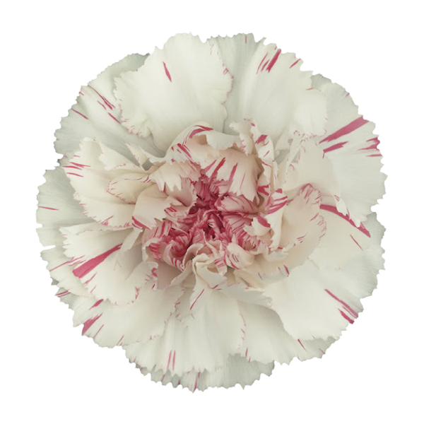 <h4>DI ST YUKARI SCURO</h4>