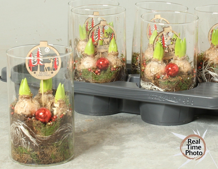 <h4>Arr Hyacinth</h4>