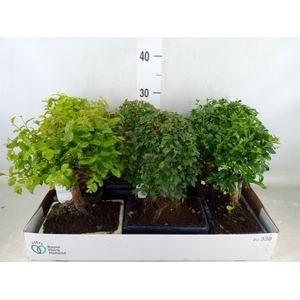 Bonsai   ...mix
