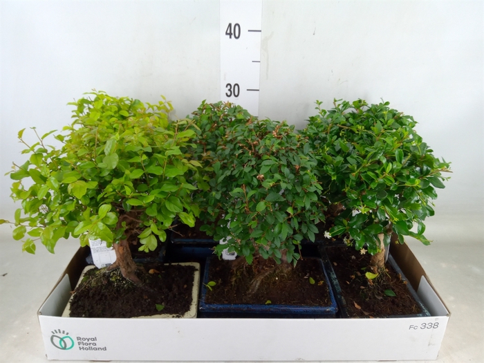 <h4>Bonsai   ...mix</h4>