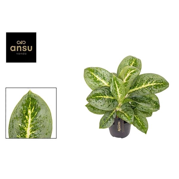 <h4>Aglaonema Lemon Mint</h4>