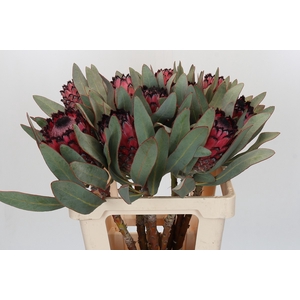 Protea Barbigera Ruby Princess Air