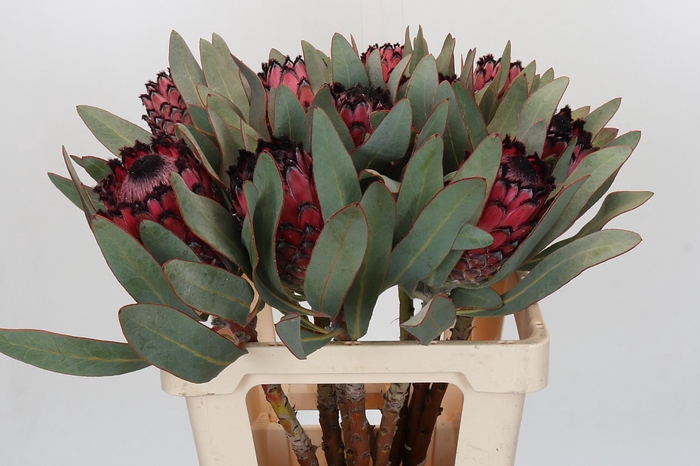 <h4>Protea Barbigera Ruby Princess Air</h4>