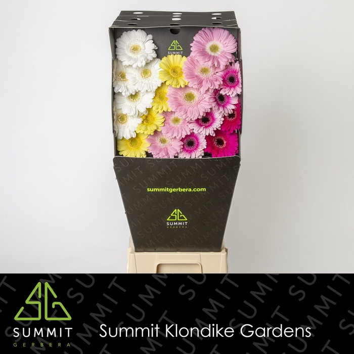 <h4>Germini Mix Dream Sweet Diamond per kaart</h4>