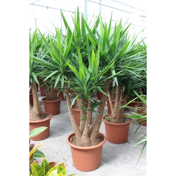 <h4>Yucca elephantipes</h4>