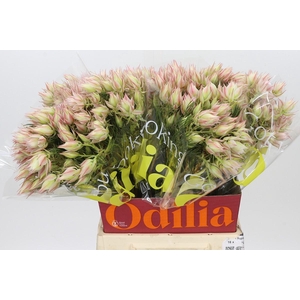Blushing Bride Ayoba Satin Star