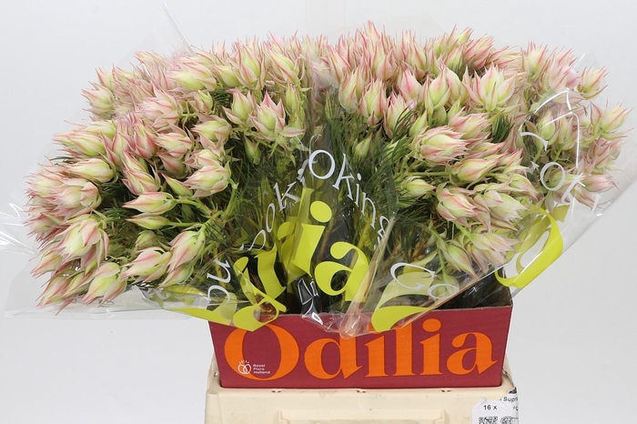 <h4>Blushing Bride Ayoba Satin Star</h4>
