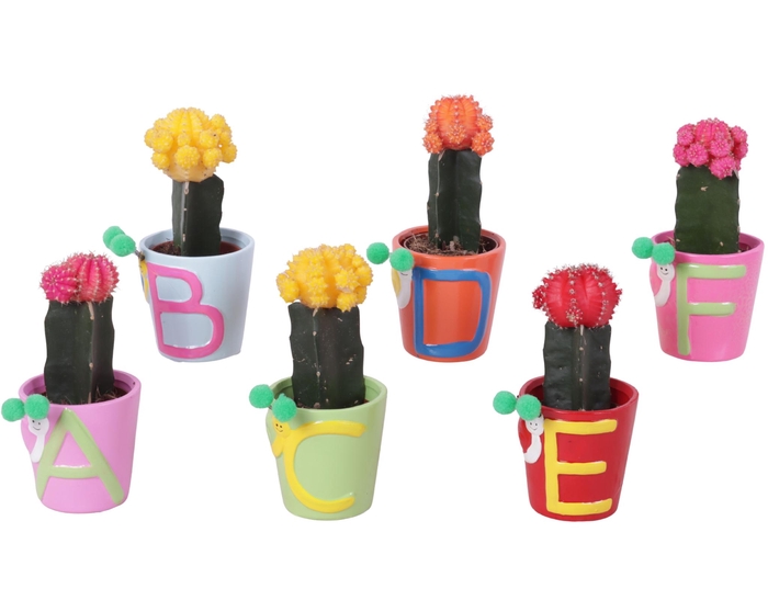 <h4>Thank you Teacher Arr. Cactus Ceramic Pot ABC Ø07cm 1PP</h4>
