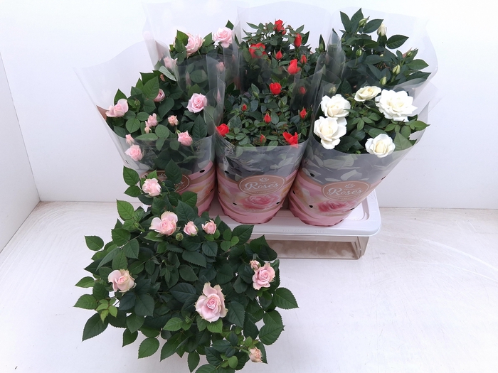 <h4>RO FAV RO GEM 3 SRT</h4>