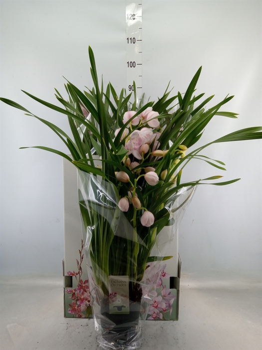 <h4>Cymbidium   ...</h4>