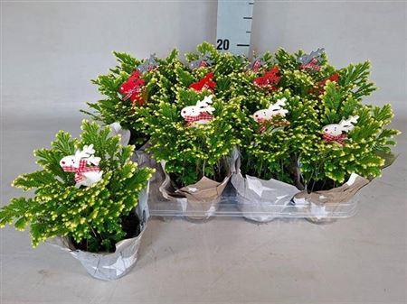 <h4>Selag M Jori</h4>