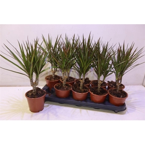 arr8 Dra Marginata