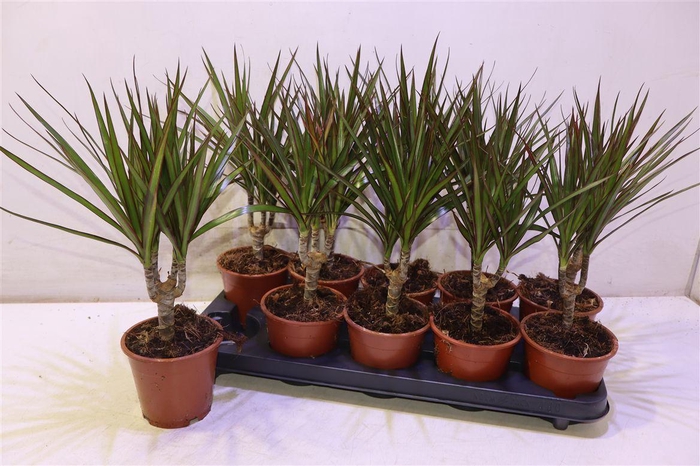 <h4>arr8 Dra Marginata</h4>