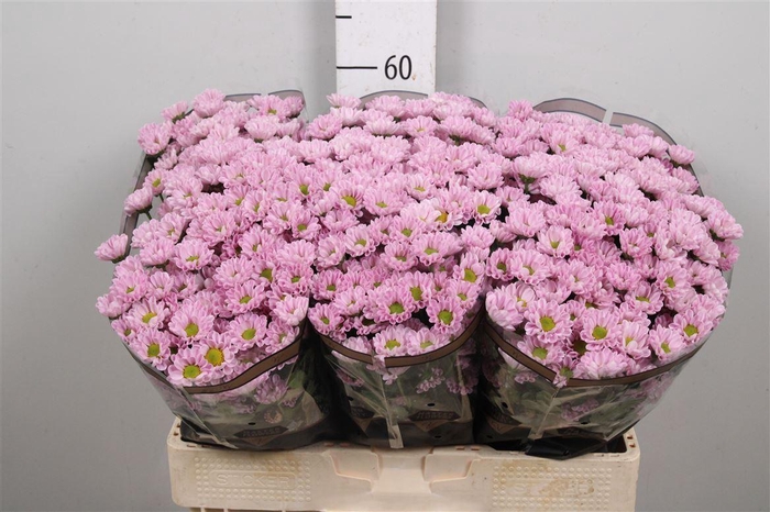 <h4>Chr S Rossi Pink</h4>