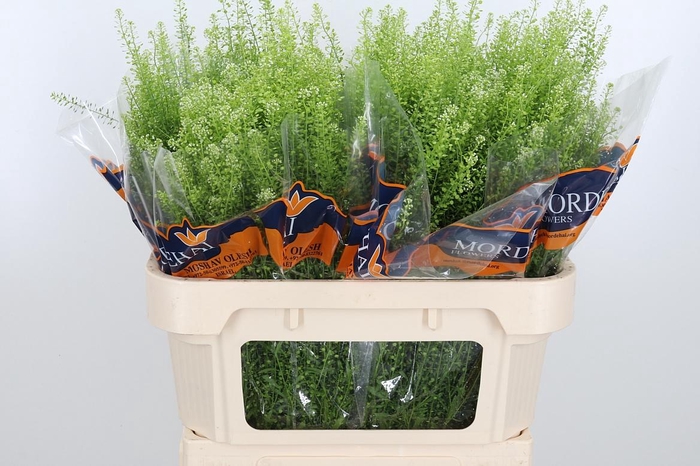 <h4>Lepidium Green Bell</h4>