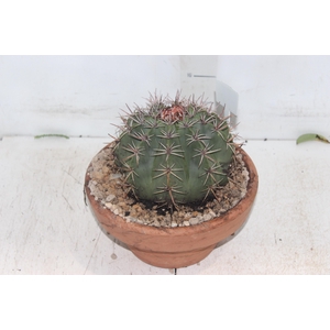 CACTUS CABECA FRADE VB4 MIN 20 CM