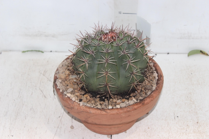 <h4>CACTUS CABECA FRADE VB4 MIN 20 CM</h4>
