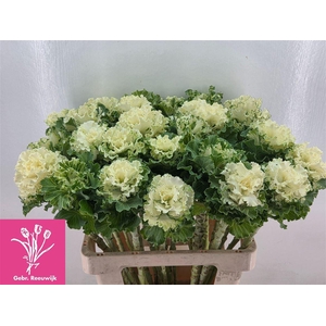 Brassica Crane Ruffle White