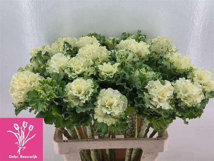 <h4>Brassica Crane Ruffle White</h4>