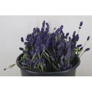 Lavendel Fresh P Bunch