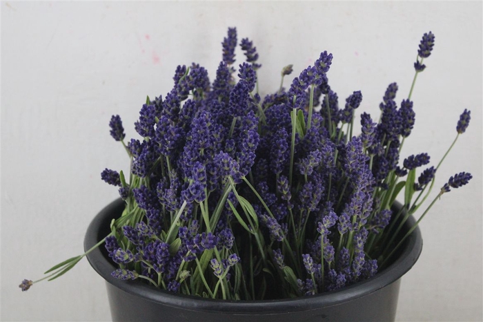<h4>Lavendel Fresh P Bunch</h4>