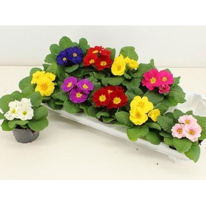 PRIM ACAULIS GEMENGD