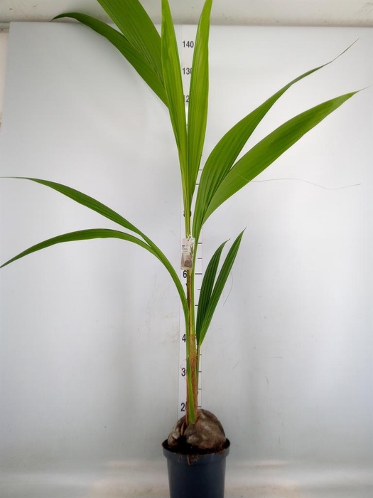 <h4>Cocos nucifera</h4>