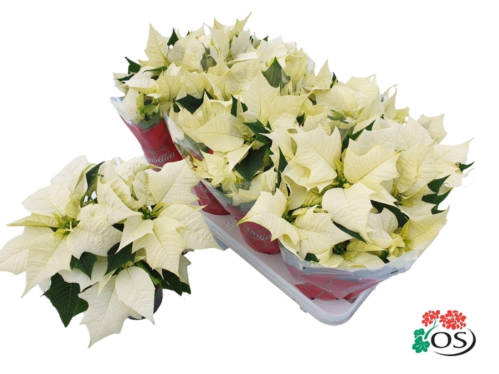 <h4>Euphorbia Alaska vertakt met hoes</h4>