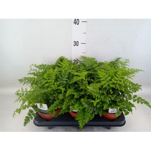 Asplenium  'Parvati'