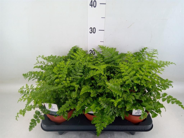 <h4>Asplenium  'Parvati'</h4>