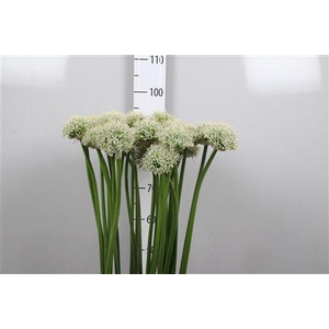 Allium Mount Everest