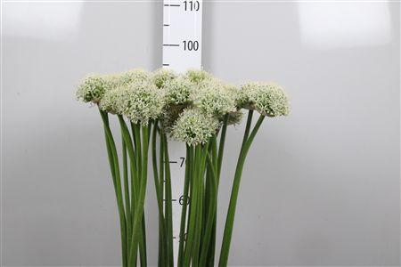 <h4>Allium Mount Everest</h4>