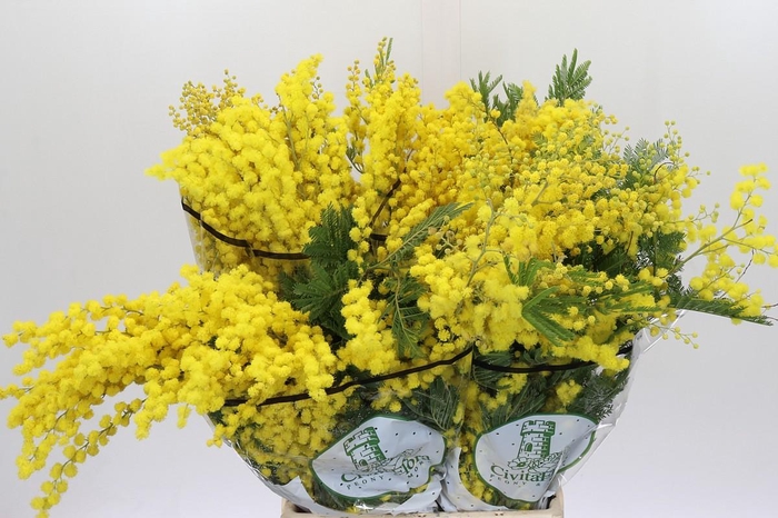 <h4>Mimosa Mirandol</h4>