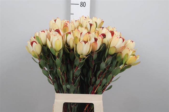 <h4>Leucad Disc Pom-pom</h4>