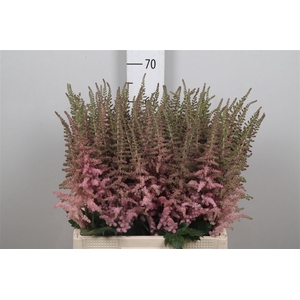 Astil C Glitter N Glamour