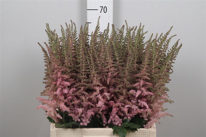 <h4>Astil C Glitter N Glamour</h4>