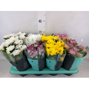 Chrysanthemum  'Chrystal'  ...mix