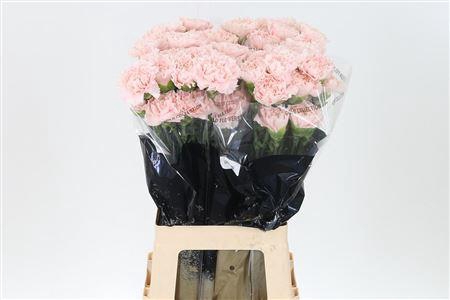 <h4>Di St Charisma</h4>